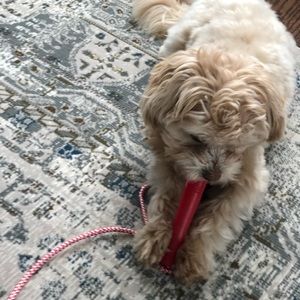 Meet your Posher, Samantha